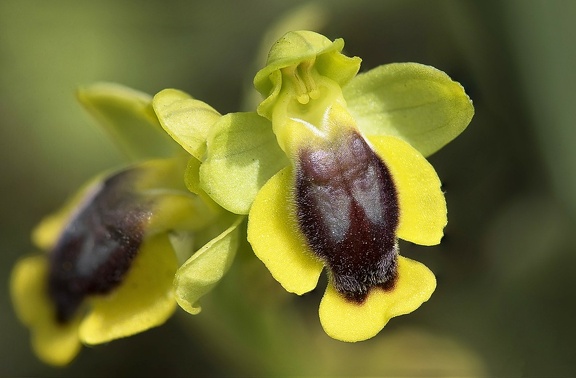 Ophrys jaune