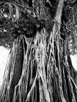 arbre