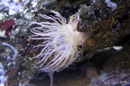 Anemone