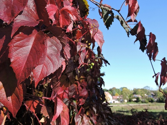 Couleur d automne 2