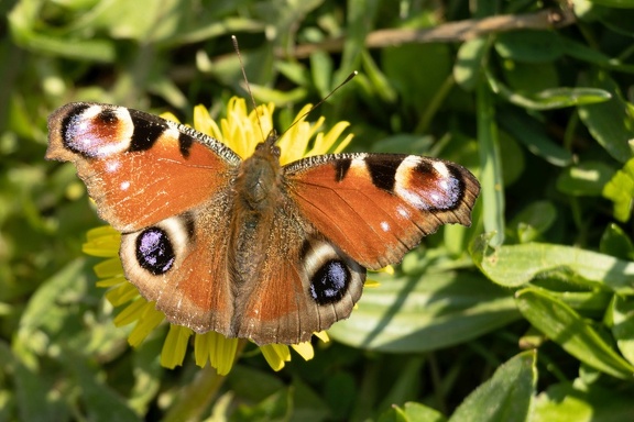 Papillon