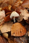 champignon