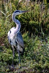 DSC 0268