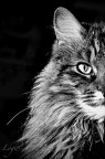 le chat