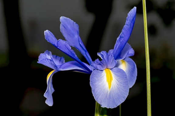 DSC 2654-Modifier