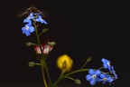 PHOTOFLEIUR3