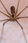 Pholcus phalangioides Pholque phalangide WL