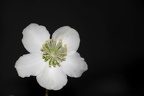 Rose 2