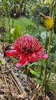 La Flore de Cuba 2