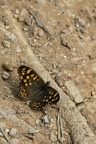 Papillon sur l'ocre1