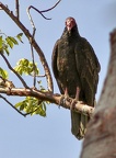 Le Rapace Urubu