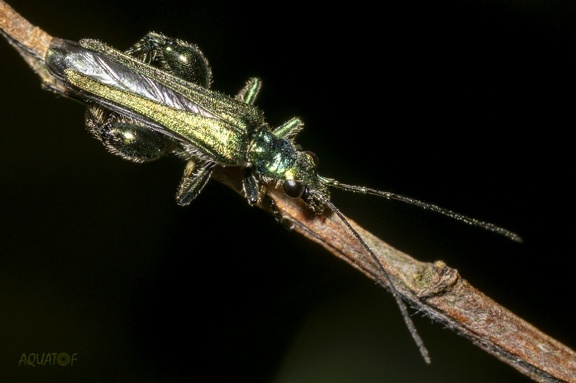 Oedemera nobilis