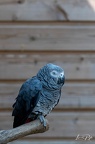 Parrot Word