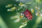 Insecte