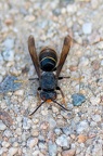 Frelon Asiatique
