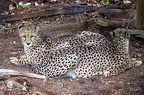 Guepard