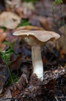 Champignons