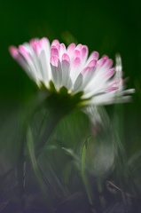 Marguerite.