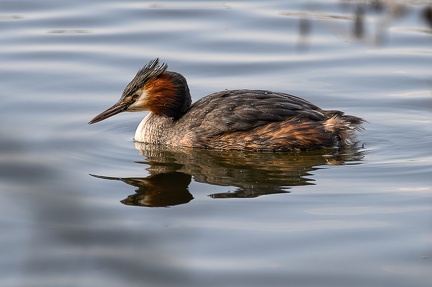 Grèbe Huppé