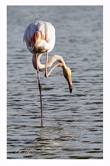 Flamand rose