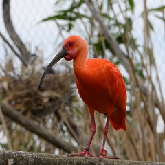 Ibis rouge