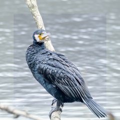 Grand Cormoran