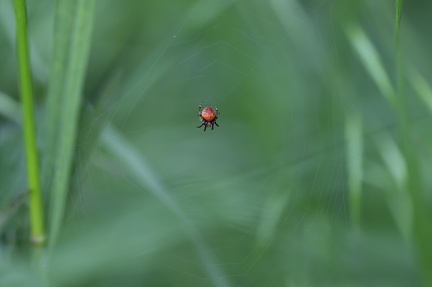Araignée (Araneus)