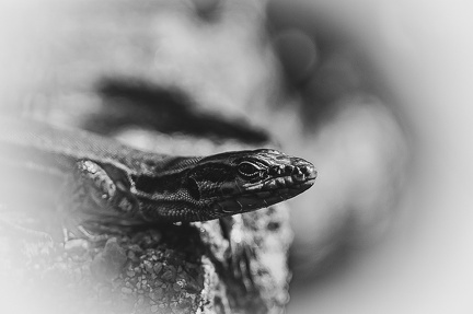 Lézard des murailles