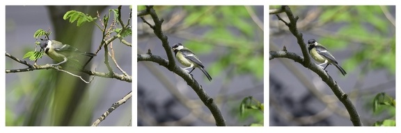 Mésange charbonnière
