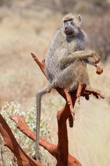 Babouin Afrique Kenya