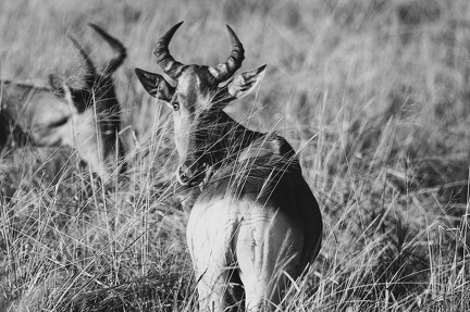 Bubale Afrique Kenya