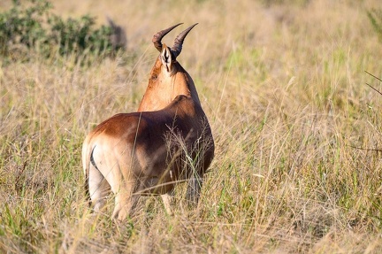 Bubale Afrique Kenya