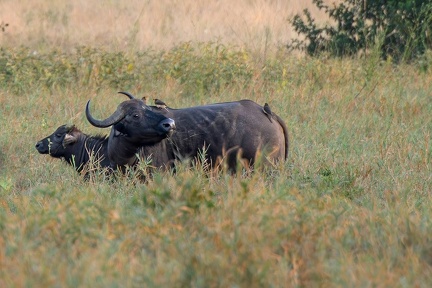 Buffle Afrique Kenya