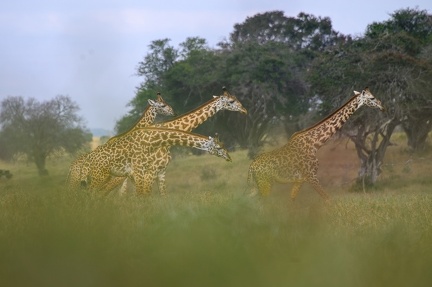 Girafe Afrique Kenya