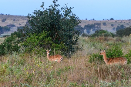 Impala Afrique Kenya