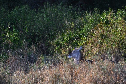Kobus Afrique Kenya