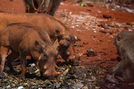Phacochère Afrique Kenya