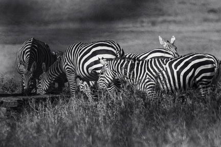 Zèbre Afrique Kenya