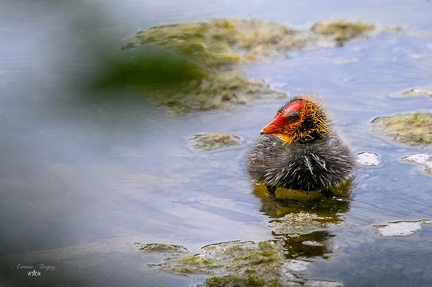 Petit du Foulque