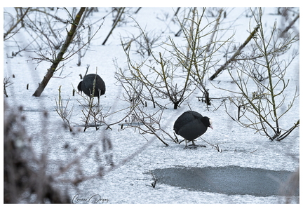 Poule d'eau