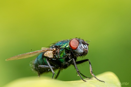 DSC 8975-Avec accentuation-Bruit-Modifier