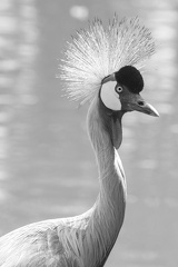 Qui porte la couronne