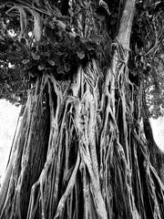 arbre