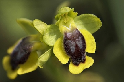 Ophrys jaune