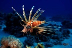 Qui s'y frotte,.. Guillaume